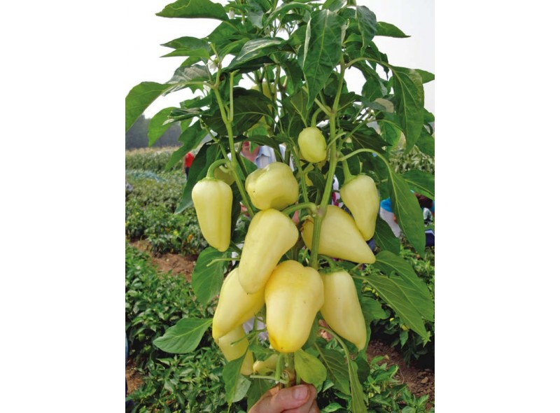 Семена перца Троян F1 (1000сем.), Libra Seeds (Erste Zaden) Семена перца Троян F1 (1000сем.), Libra Seeds (Erste Zaden)